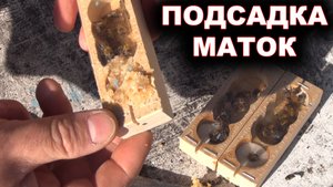 Подсадка маток в отводки.
