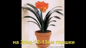 Хобби.Размножение Кливии семенами.