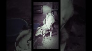 Husky mating