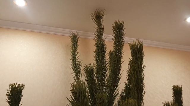 ВЛОГ : Едем за Ёлкой/Купили Сосну/Наше Новогоднее Дерево 2020 смотреть онлайн