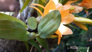 Дендробиум Stardust. Уход и содержание орхидеи на блоке. Dendrobium harveyanum.