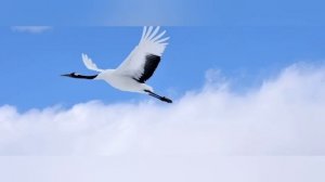 Журавли. Марк Бернес.