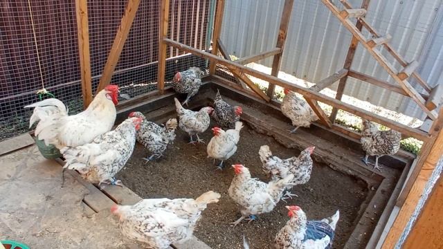 кормлю кур несушек яйцом. курица яйца иммунитет курынесушки курятник пушкинская яйца