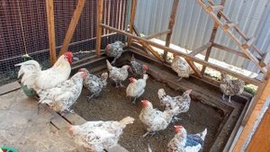 кормлю кур несушек яйцом. #курица #яйца #иммунитет #курынесушки #курятник #пушкинская #яйца