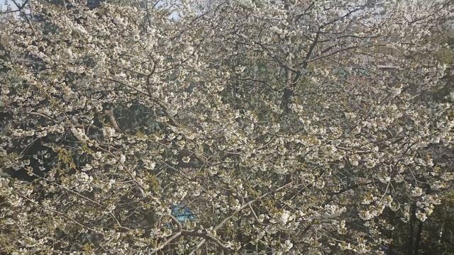 Обычное видео. Эпизод первый.