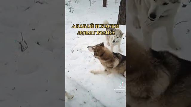 Алабай и хаски ловят волка