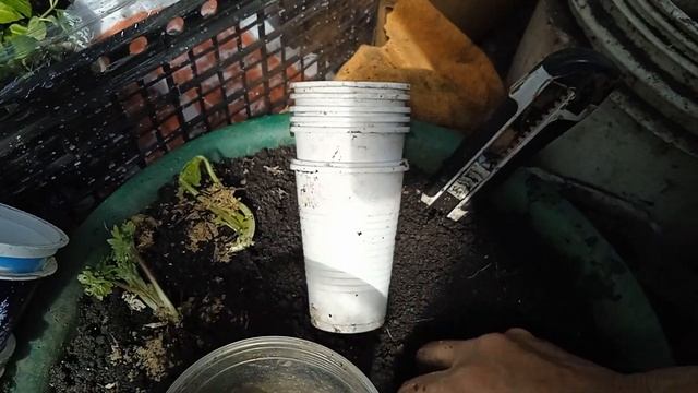 ДЕЛЕНИЕ..ЧЕРЕНКОВАНИЕ  НОВОЗЕЛАНДСКИХ ДЕЛЬФИНИУМОВ..КОТОРЫЕ КАЗАЛИСЬ СГНИВШИМИ.НИЧЕГО НЕ ВЫБРАСЫВАЙ