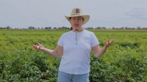 Многоцелевой урожайный сорт картофеля Челленжер