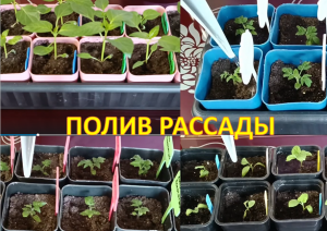 Полив рассады