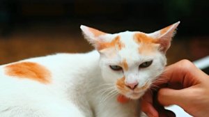 Пожалейте кота. Пожалейте!