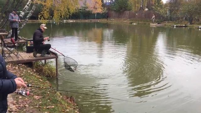 Ловля форели в РК Фишка Липки. 15.10.22. смотреть онлайн