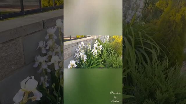 Что посадить перед забором? Мой опыт и советы. смотреть онлайн