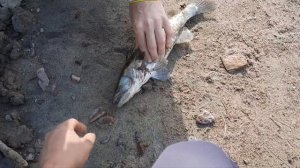 Рыбалка на реке Или Казахстан полное видео