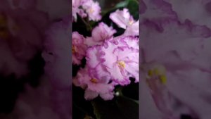 Фиалка- Ольга