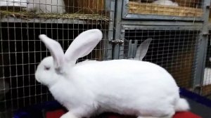 Купить кроликов великанов