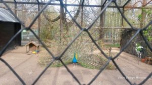 Павлин с распущенным хвостом в зоопарке видео Тамара Павлова