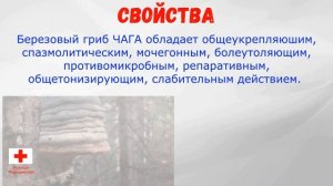 Гриб ЧАГА Берёзовая НАСТОЙ чай Базовое ПРИГОТОВЛЕНИЕ. Уникальные СВОЙСТВА. Лечение и ПРИМЕНЕНИЕ Чаг