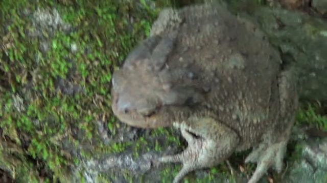 Древесная жаба