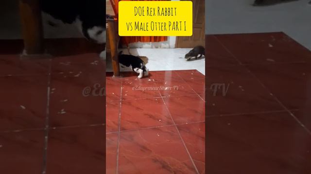 LUCU..! Reaksi Berang-berang Ketika Dipertemukan dengan Kelinci Rex  | OTTER vs REX RABBIT Part I