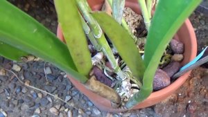 ПЕРВОЕ ЦВЕТЕНИЕ ОРХИДЕИ С КЛУБНИЧНЫМ АРОМАТОМ БУЛЬБОФИЛЛУМ BULB. LASIOCHILUM