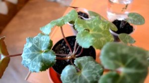 Цикламен из семян