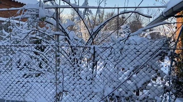 РОЗЫ ЗИМОЙ , для сравнения РОЗЫ ЛЕТОМ. Как зимуют розы и гортензии .Прогулка по зимнему саду. смотреть онлайн