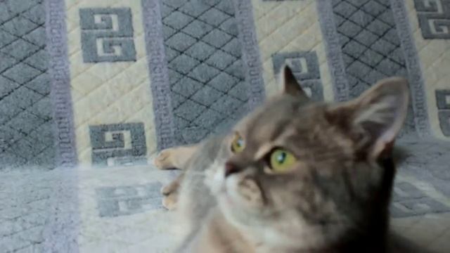 Шотландские котята из питомника редких окрасов