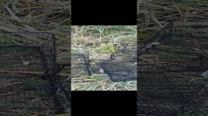 Разбор креветочные ловушек часть 1-я