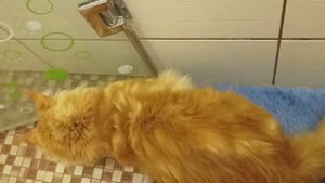 смешной кот мэйкун играет