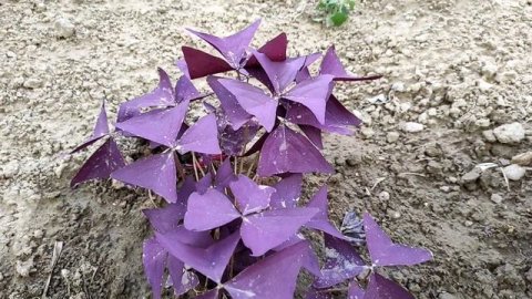 Кислица треугольная?