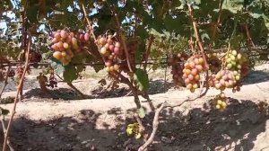 Обзор гибридных форм винограда, среднего срока созревания.