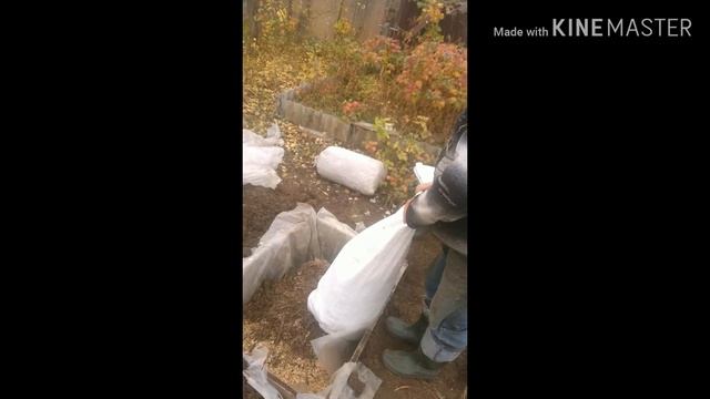 Посадка черники высокорослый.