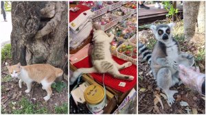 Бесхвостые коты в Тайланде. Им их обрубают или это гены?