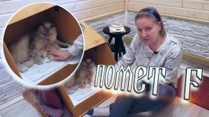 Сибирские Невские Маскарадные Кошки - Помет F ?