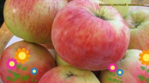 Яблоня домашняя Орловим. Краткий обзор, описание характеристик malus domestica Orlovim