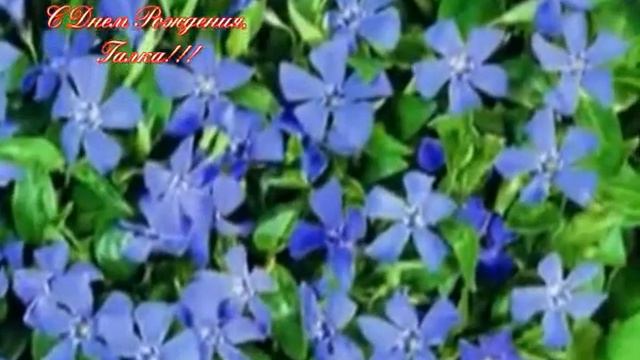 С Днем Рождения, Галка! смотреть онлайн