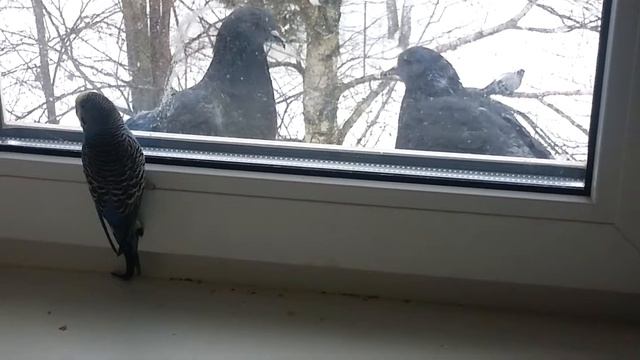 Попугаи заинтересовались голубями смотреть онлайн