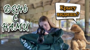 НАШ ДЕНЬ! Сажаем картошку. Охота на крысу.