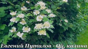 Евгений Путилов - Ой, калина