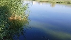 Ходим по разным местам. Бубырь, окунь, карасик и т. д. рыбалка на поплавок.