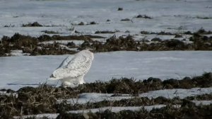 5 Of The Largest Owl Species In The World