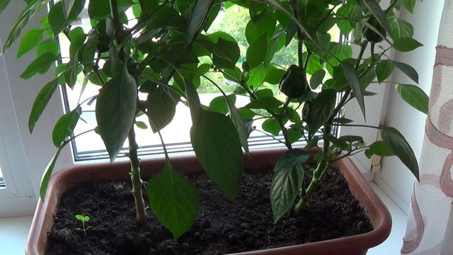 огород на окошке 5 июля 2024 смотреть онлайн