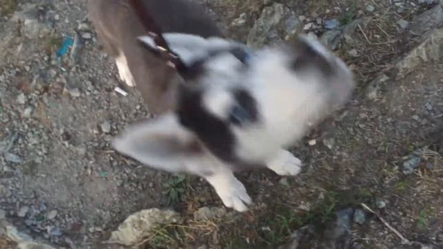 Хаски Rick 3 Месяца смотреть онлайн