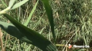 Бойцовая рыба змееголов. Рыбалка в диких местах Средней Азии.