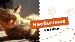 Необычные котики