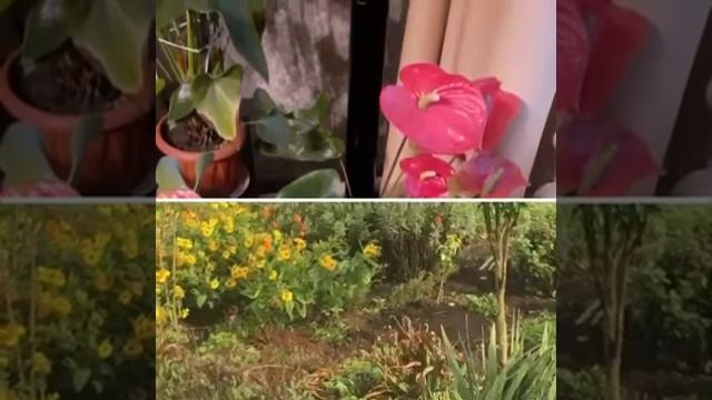 Презентация, посвященная Дню матери "Волшебный мир цветов". Благодарим всех участников хут. Уташ смотреть онлайн