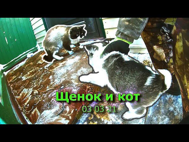 Щенок и кот 03 03 21