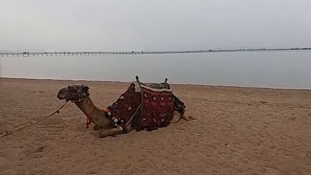 Работа аниматором в Египте 2018 смотрите до конца смотреть онлайн