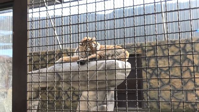 Дорогие мои друзья, поздравим Монику С Новым Годом! My dear friends, we wish Monica a Happy New Yea смотреть онлайн