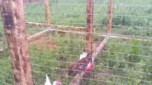 Содержание бресс-гальской породы.  #куры #порода #брессгальская #хозяйство